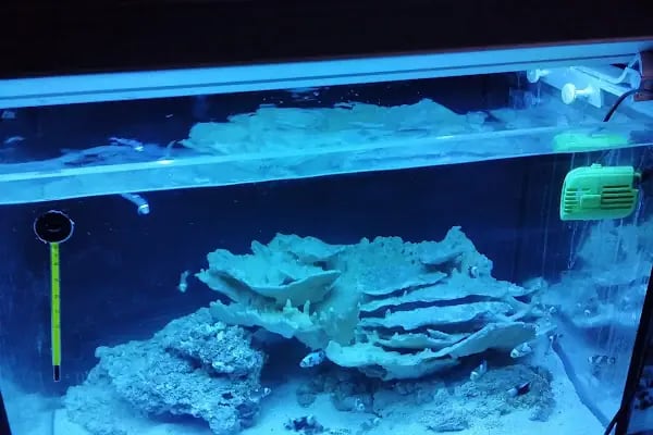 Malatya Kadife Pet Shop - Resim 14