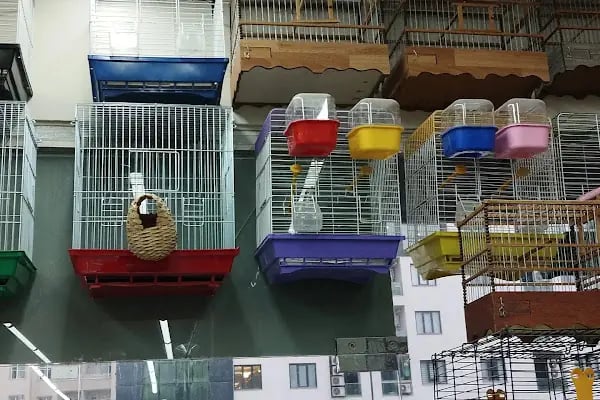 Malatya Kadife Pet Shop - Resim 6