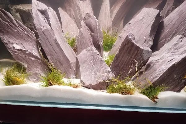 Malatya Kadife Pet Shop - Resim 13