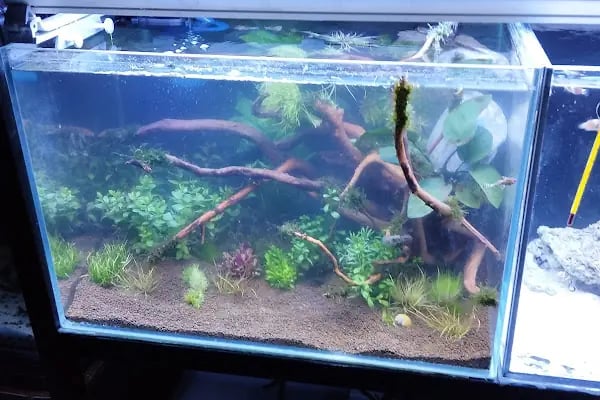 Malatya Kadife Pet Shop - Resim 8
