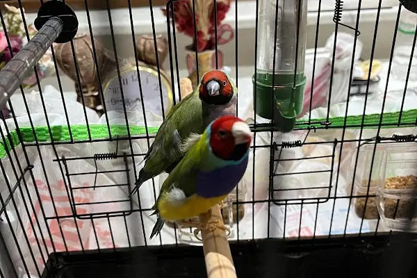 Malatya Kadife Pet Shop - Resim 10