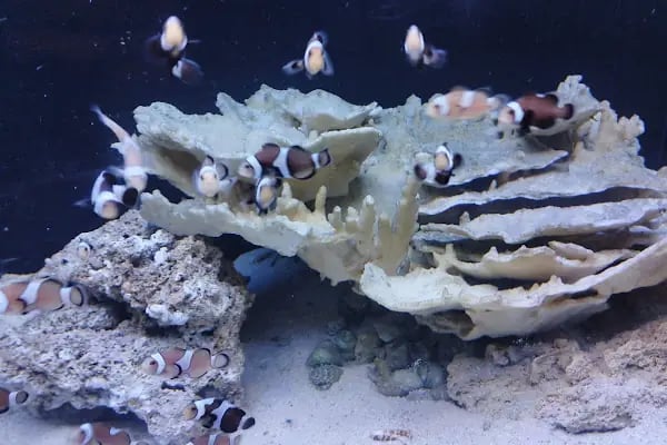 Malatya Kadife Pet Shop - Resim 11