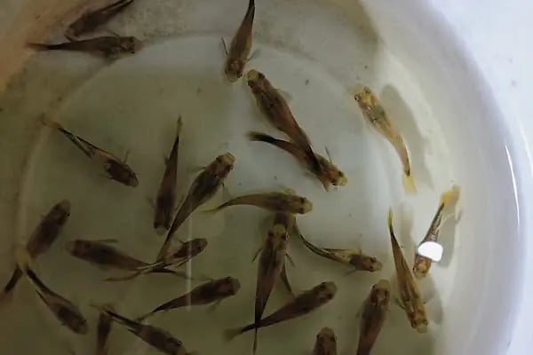 Malatya Kadife Pet Shop - Resim 19