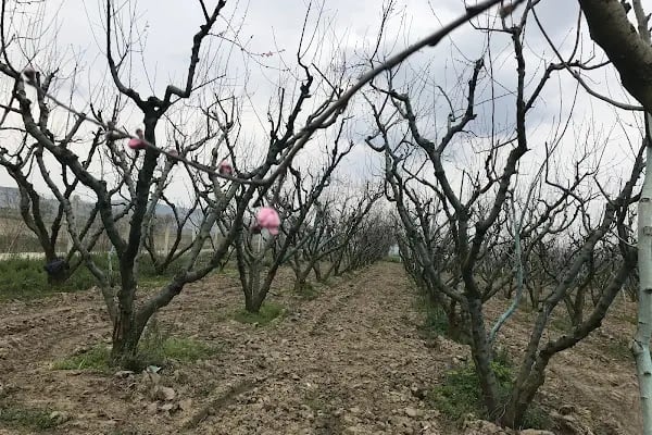 Naturalife Çiftlik Evi, Konaklama, Tire Otel, Selçuk Otel, Torbalı Otel, Oda+Kahvaltı (Lütfen rezervasyon yaptırınız) - Resim 17