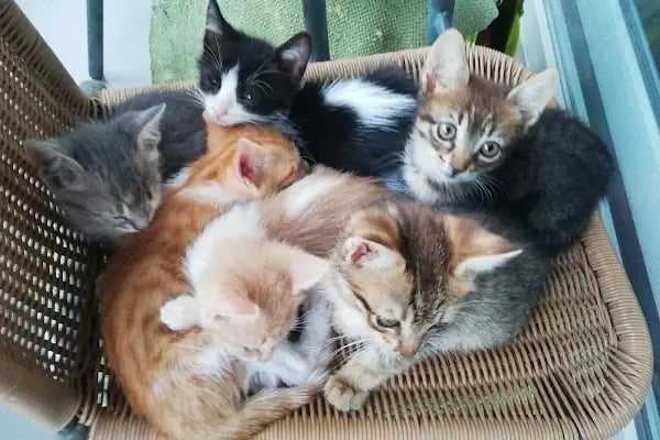 Mutlu Vet Veteriner Muayenehanesi - Resim 14