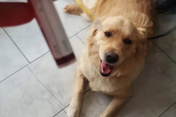 Mutlu Vet Veteriner Muayenehanesi - Resim 12