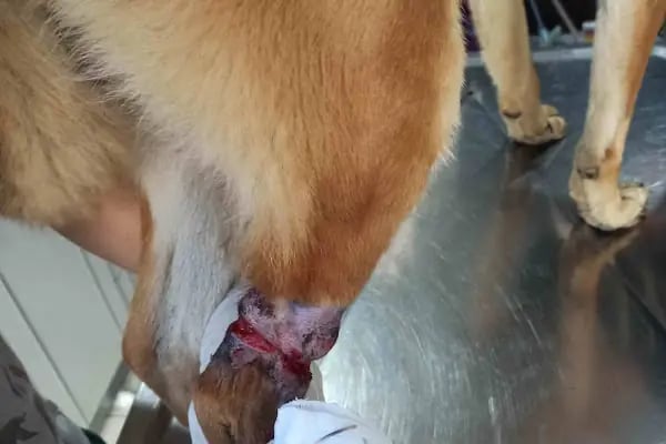 Mutlu Vet Veteriner Muayenehanesi - Resim 16
