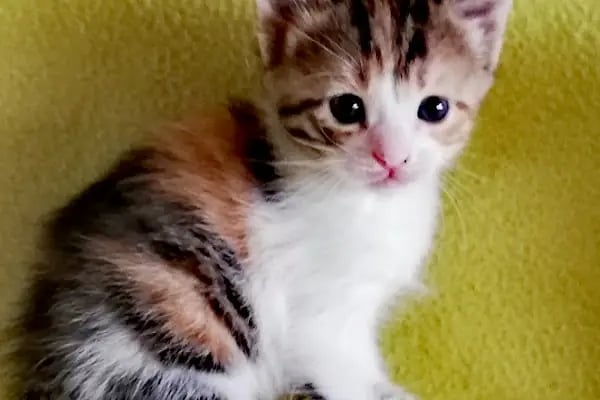 Mutlu Vet Veteriner Muayenehanesi - Resim 17
