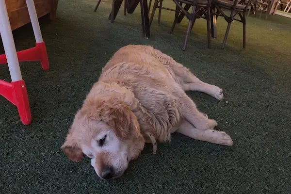 Özsarı At Çiftliği At Binim Merkezi Kahvaltı ve Restaurant - Resim 19