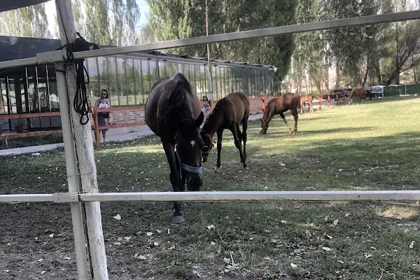 Özsarı At Çiftliği At Binim Merkezi Kahvaltı ve Restaurant - Resim 5
