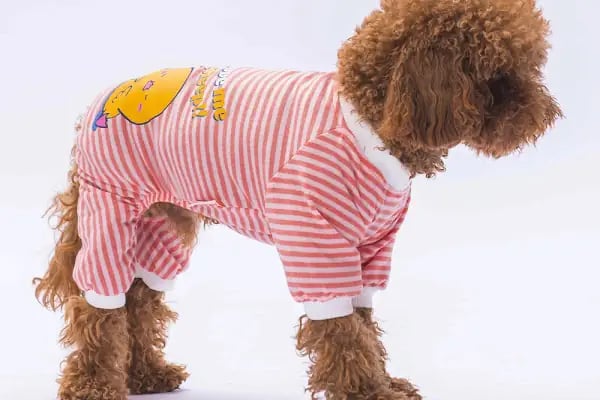 Ribe Petshop Bağcılar - Resim 17