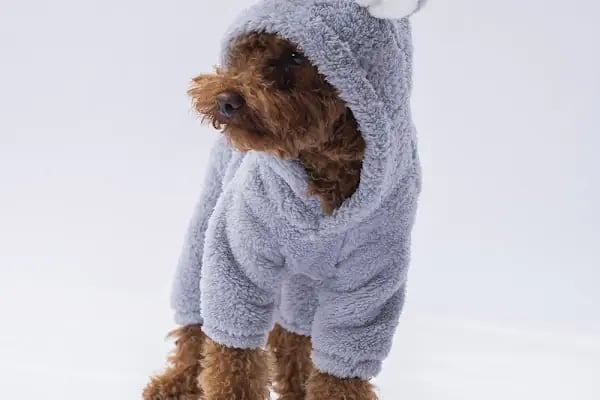 Ribe Petshop Bağcılar - Resim 6
