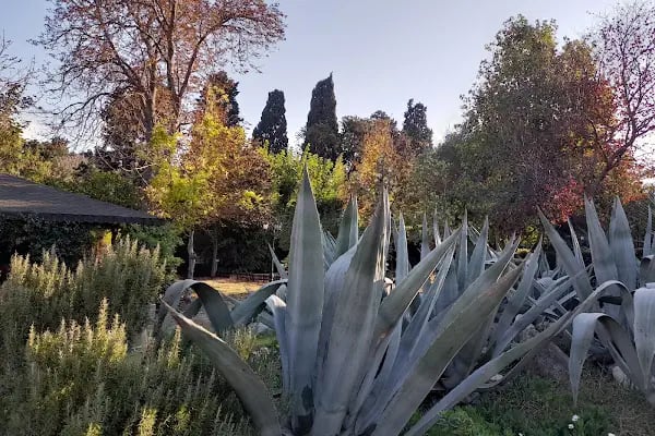 Zeytinburnu Tıbbi Bitkiler Bahçesi - Resim 6