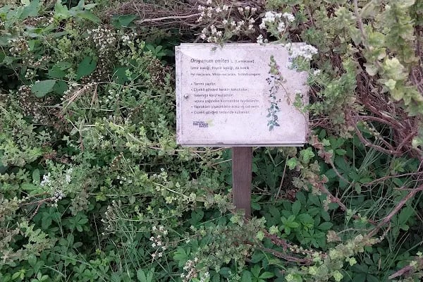 Zeytinburnu Tıbbi Bitkiler Bahçesi - Resim 4