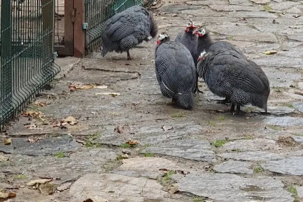 Zeytinburnu Tıbbi Bitkiler Bahçesi - Resim 15