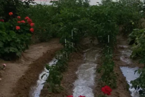 Enez Dalyan Arsa Ve Konut Kooperatifi - Resim 6