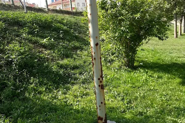 Şht. Pilot Ali Başmakçı Parkı - Resim 11