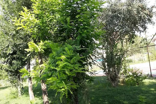 Şht. Pilot Ali Başmakçı Parkı - Resim 19