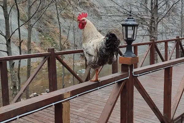 Canik Dere Şelalesi Yürüyüş Alanı - Resim 17