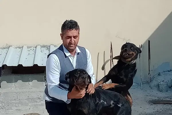 GÖKÇEADA SÜRÜCÜ KURSU - Resim 15