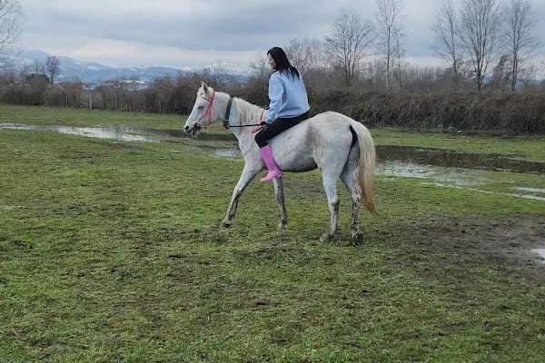 Bilginer atlı safari - Resim 6