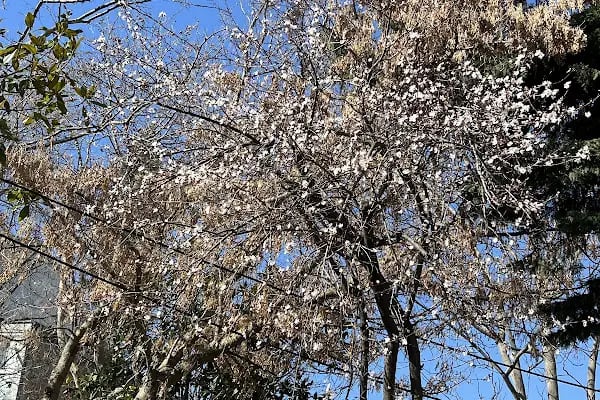 Bakırköy Belediyesi Millet Gezi Parkı - Resim 7