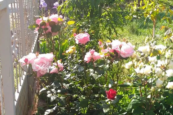 Somaklı Mahallesi Cami - Resim 4