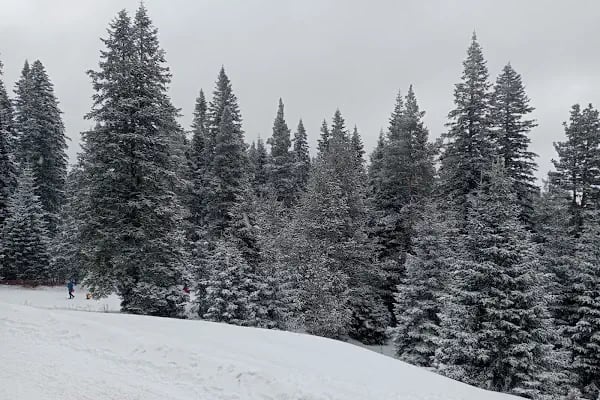 Ilgaz Yurduntepe Kayak Merkezi - Resim 8