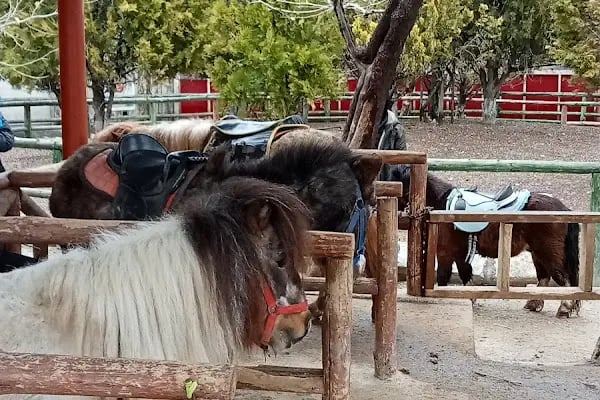 Atlıhan Binicilik ve Aile Dinlenme Tesisleri - Resim 3