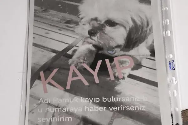 Özel Bursa Hayvan Hastanesi acil nöbetçi 7/24 veteriner - Resim 7