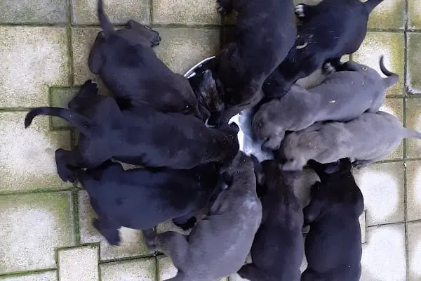 Özel Bursa Hayvan Hastanesi acil nöbetçi 7/24 veteriner - Resim 9