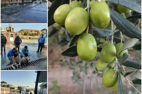 Aktaylar Zeytin ve Zeytinyağı Fabrikası - Resim 17