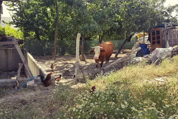 Taşoluk Parkı - Resim 15