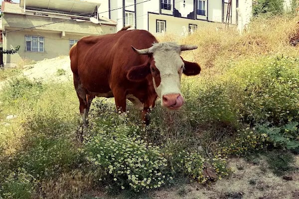 Taşoluk Parkı - Resim 14