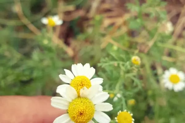 Taşoluk Parkı - Resim 8