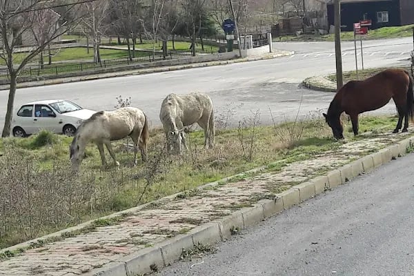 Taşoluk Parkı - Resim 16