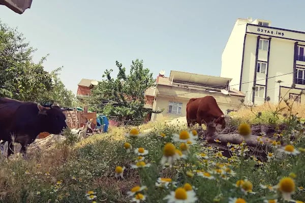 Taşoluk Parkı - Resim 11
