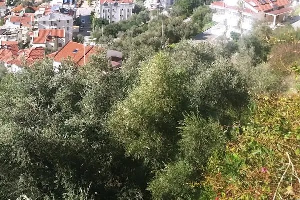 Gül Sitesi - Resim 15