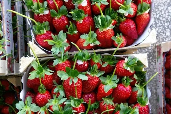 Mersin Toptanci ve Sebze Meyve Hal Kompleksi - Resim 14