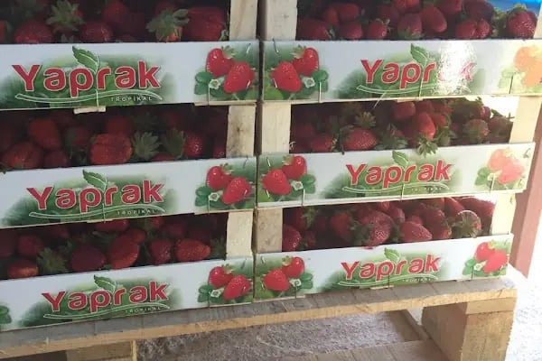 Mersin Toptanci ve Sebze Meyve Hal Kompleksi - Resim 17