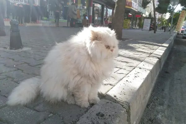 Barış Pet Shop - Resim 5
