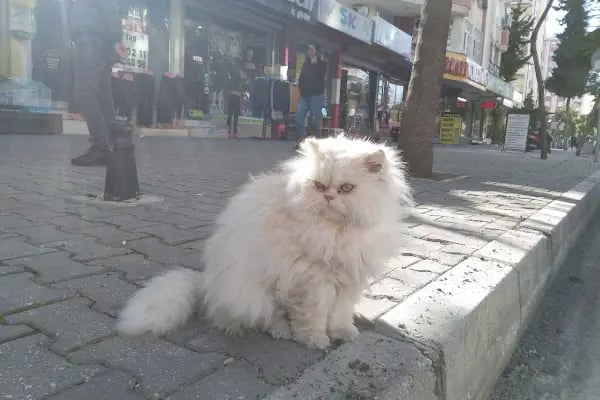 Barış Pet Shop - Resim 13