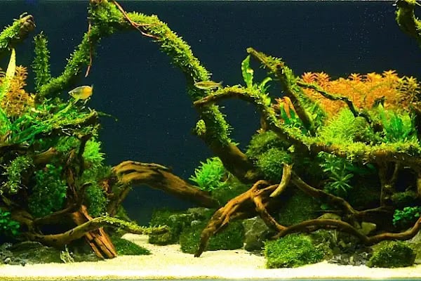 Barış Pet Shop - Resim 17