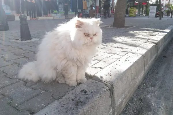Barış Pet Shop - Resim 9