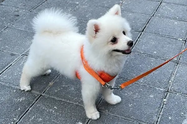 KARS, UĞUR PET VETERİNER KLİNİĞİ - Resim 4