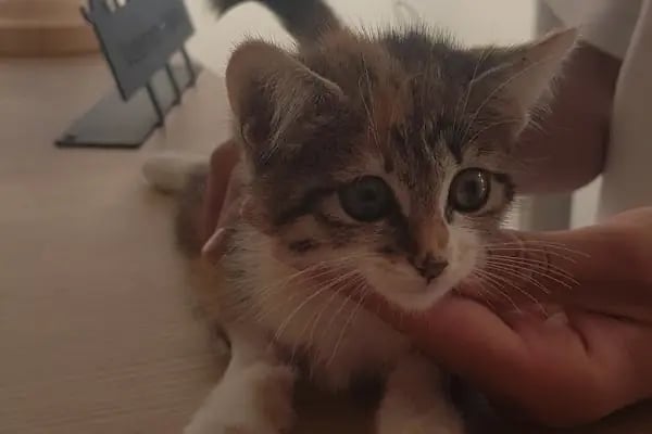 KARS, UĞUR PET VETERİNER KLİNİĞİ - Resim 15