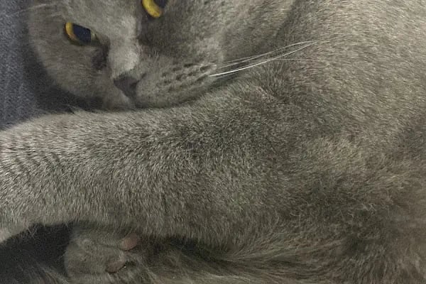 KARS, UĞUR PET VETERİNER KLİNİĞİ - Resim 14