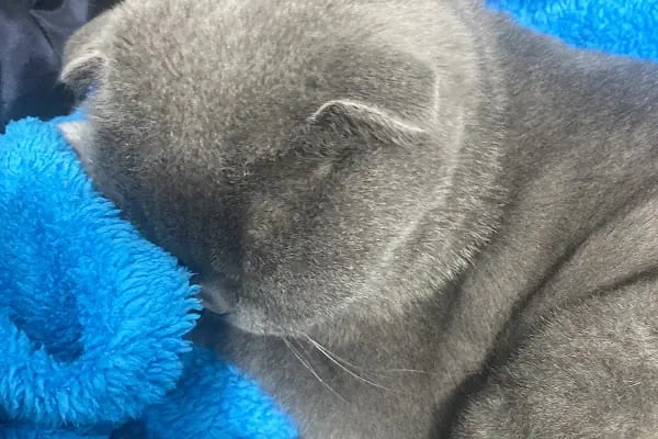 KARS, UĞUR PET VETERİNER KLİNİĞİ - Resim 12