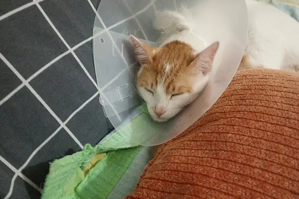 KARS, UĞUR PET VETERİNER KLİNİĞİ - Resim 7