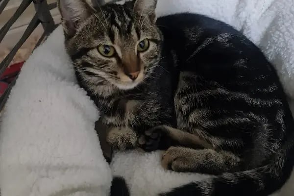 KARS, UĞUR PET VETERİNER KLİNİĞİ - Resim 5